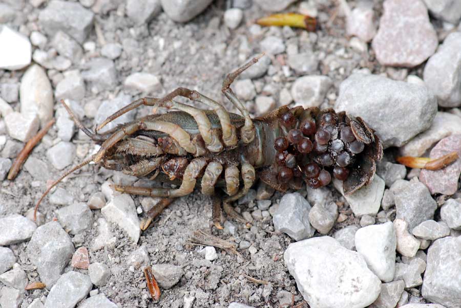 Austropotamobius pallipes